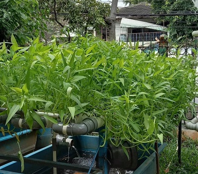 Budidaya Tanaman Hidroponik Sebagai Upaya Pemanfaatan Lahan Sekitar 2 2