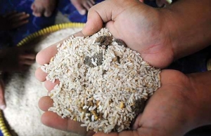 Beras untuk keluarga miskin berkondisi buruk