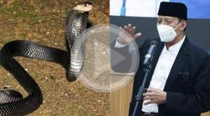 VIDIO: Rumah Mantan Gubernur Banten Wahidin Halim Dilempari Ular Kobra oleh OTK
