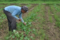 Jelang Ramadhan Petani Mulai Tanam Timun Suri