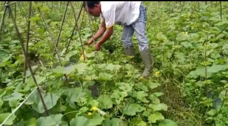 Bulan Ramadhan, Petani di Serang Panen Bonteng Suri