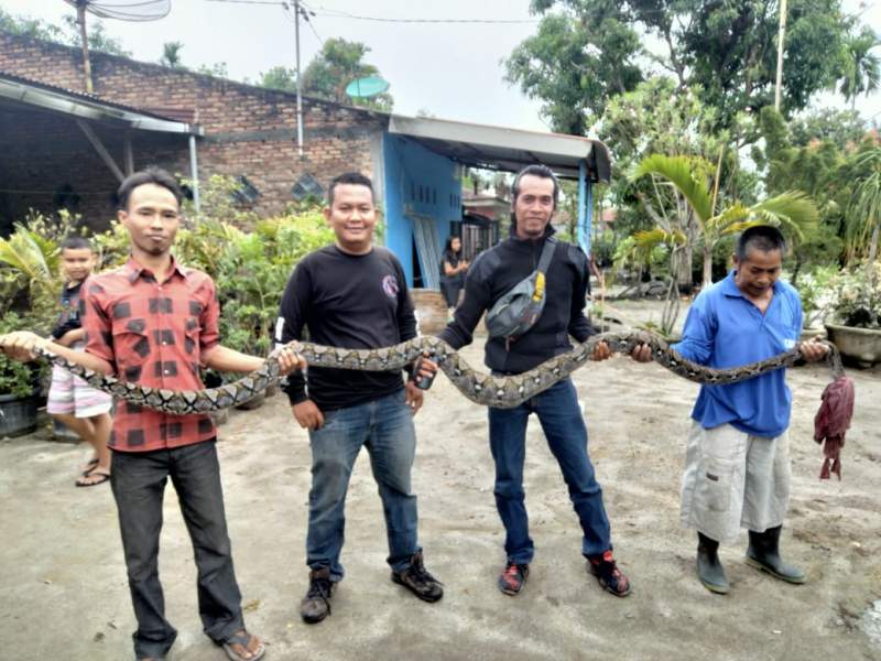 Warga Tanjungbalai Geger dengan Temuan Ular Piton Besar