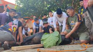 Wakil Walikota Cilegon Sanuji Pentamarta menyembelih sendiri sapi kurbannya, Minggu (10/7/2022).