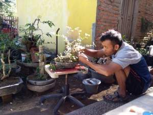 Pandeglang Punya Komunitas Penghias Bonsai