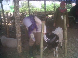 Distanak Kota Serang Sidak Hewan Kurban