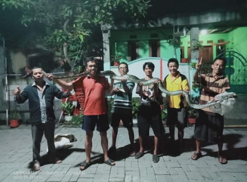 Seekor ular sanca berukuran panjang 6 Meter ditangkap warga Perumahan Taman Balaraja 