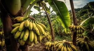 Gak Perlu Cape, di Costa Rica ada Jalur Kereta Gantung untuk Angkut Pisang