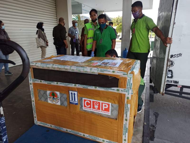 Dua Orangutan Asal Jawa dievakuasi ke Pusat Rehabilitasi Bukit Mas Besitang Langkat