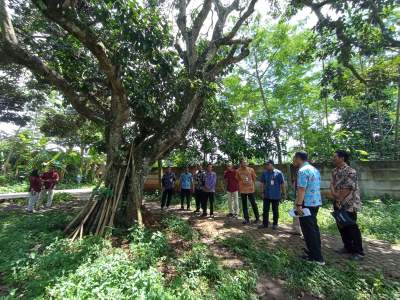 DPKP Upayakan Sertifikasi Rambutan Parakan Khas Kab Tangerang