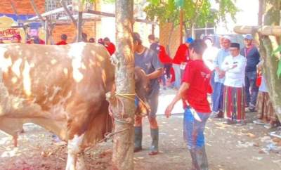 Ketua DPRD Serahkan 23 Hewan Kurban Sapi Berbobot 1 Ton