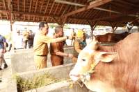 Pj Bupati Tangerang Sidak ke Lapak Hewan Kurban