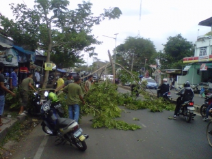 Pohon Tumbang Nyaris Timpa Belasan Pengendara Sepeda Motor