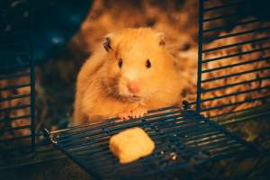 Hamster. (Jie Wang via Unsplash)