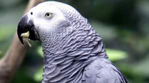 Burung Beo Sering Mengejek Pengunjung, Akhirnya di Isolasi