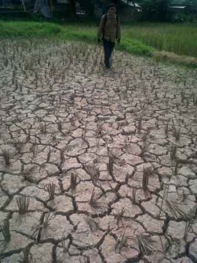 Sawah Kering, Petani Lambat Tanam