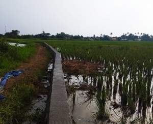 Kades Kayu Bongkok Wujudkan Akses Jalan Menuju Makam, Warga Sumringah