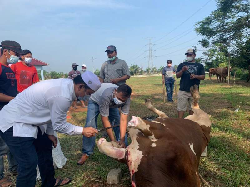 Rayakan Idul Adha, Mad Romli  Salurkan 52 Sapi Kurban