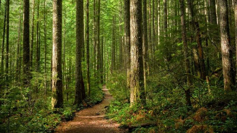 21 Maret 2025 Diperingati sebagai Hari Hutan Sedunia