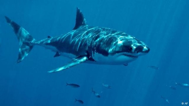 Indonesia : Surga Hiu dan Para Pemburunya