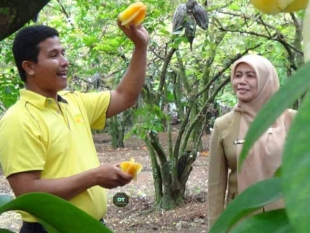 Edukasi Wisata Perkebunan Belimbing Dewa