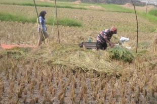 Warga Desa Kalanganyar Cilegon Mengeluh Tidak Ada Bantuan Pupuk Tani