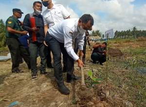 Bupati Serdang Bedagai, Darma Wijaya tanam pohon di bantaran sungai Bedagai.