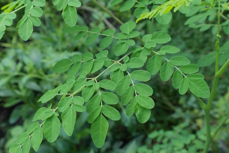 Manfaat Daun Kelor untuk Kesehatan Tubuh