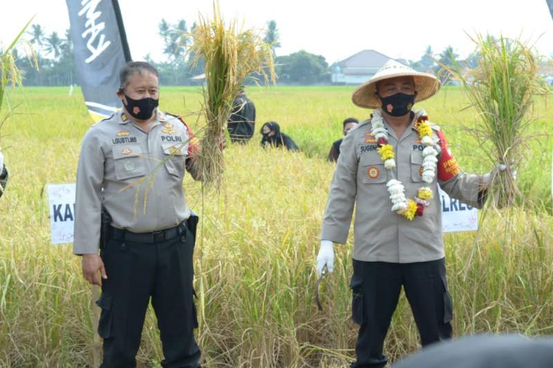 Kapolres Metro Tangerang Kota Panen Raya di Sepatan Timur