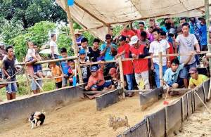 Viral Video Beberapa Pemuda Sedang Lomba Balap Lari Kelinci