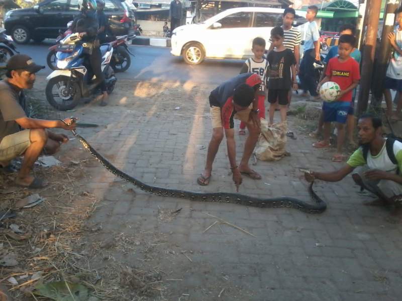 Seekor Ular Sanca Kembang Hebohkan Warga Karundang Kota Serang