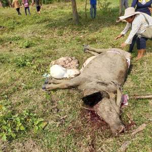 Kerbau yang disembelih oleh kawanan maling di kawasan industri KIEC.&nbsp;