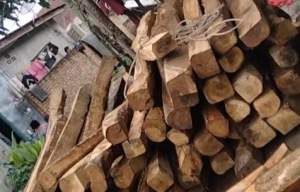 Puluhan Kubik Kayu Haloban Diduga Tidak Memiliki Izin Lengkap Dijalan Pasar Baru