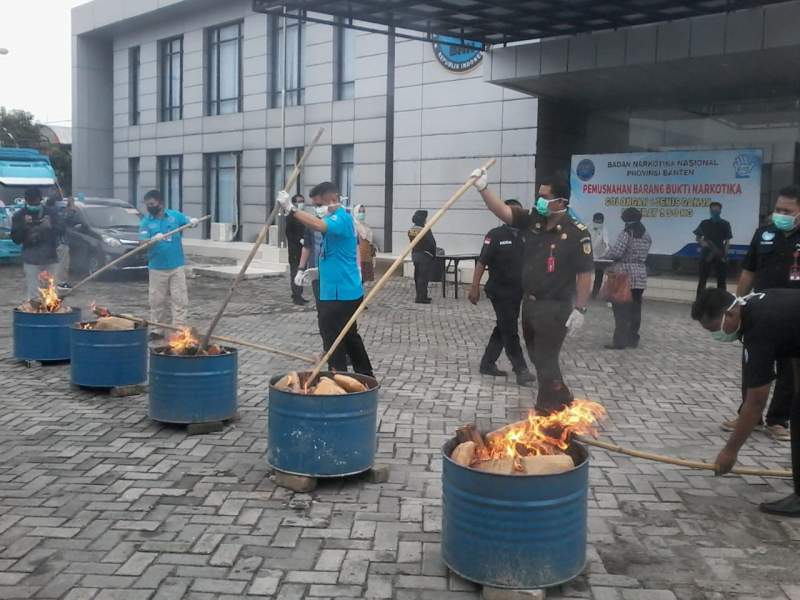 BNN Provinsi Banten Musnahkan 50 Kilogram Narkotika Jenis Ganja