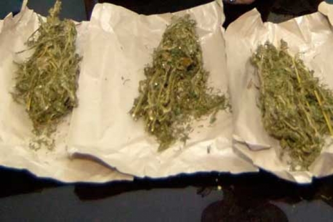 Bawa Empat Paket Ganja, Gadis Cantik Dicokok