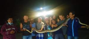 Warga Perumahan Harmony Tangkap Ular Sanca Sepanjang 3,5 Meter