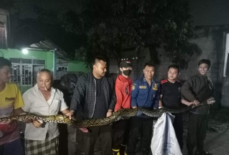 Ular Sanca Ditemukan Didapur Gegerkan Warga Wanakerta