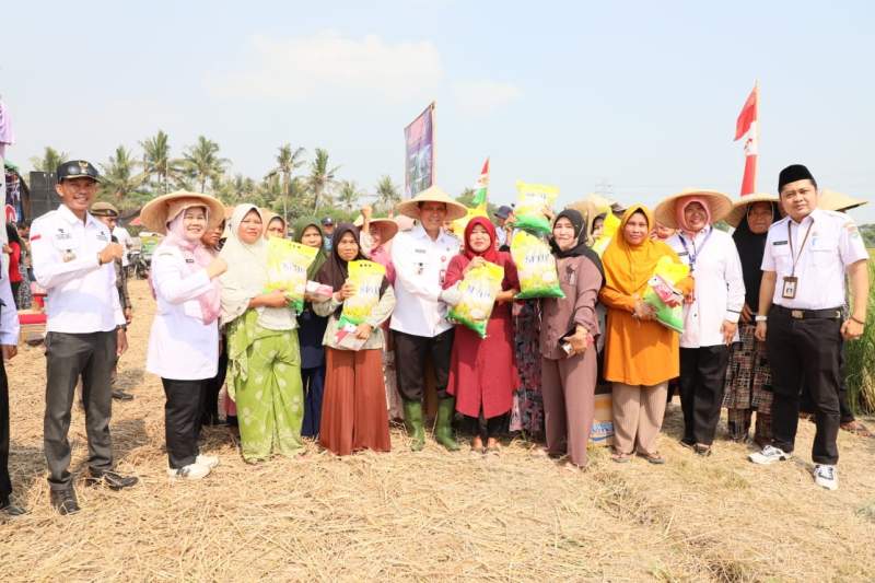 PJ Bupati Tangerang Gelar Panen Raya Padi Bersama Petani di Sukadiri