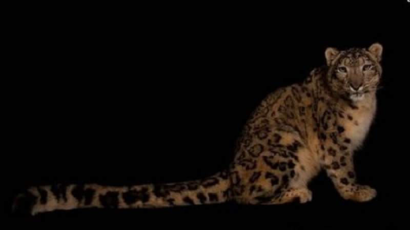 Seekor Macan Tutul Salju Mati Usai Berjuang Melawan Covid-19