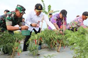 Pj Bupati Tangerang Panen Cabai di Kecamatan Kronjo
