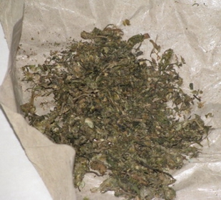 Sindikat Pengedar Ganja Kembali di Amankan Polres Serang