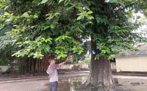 Pohon Sulastri. (Solopos)