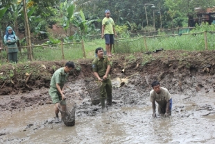 Pamulang- Tampak Kepala DPKP, Dadang Rahadja, turun ngubek empang saat panen,Senin(27/1)dt