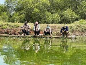 IKPP Tangerang Tanam 125 Ribu Bibit Mangrove di Pesisir Utara Tangerang