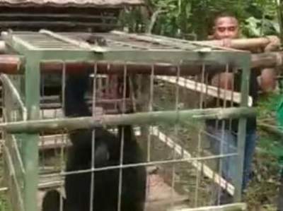Siamang Diserahkan Oleh Warga Ke BKSDA Serang