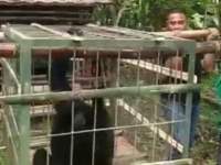 Siamang Diserahkan Oleh Warga Ke BKSDA Serang