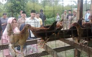 Wakil Bupati Serdang Bedagai Adlin Tambunan Serahkan Bantuan Ternak bagi Warga Desa Silau Rakyat