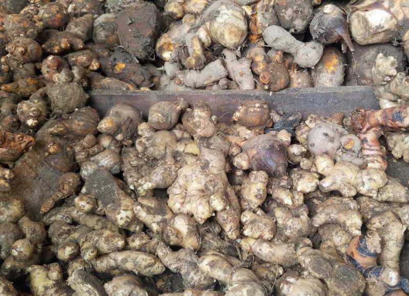 Gegara Corona, Harga Jahe Melambung Tinggi di Banten