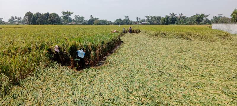 Tanaman padi roboh akibat angin kencang.