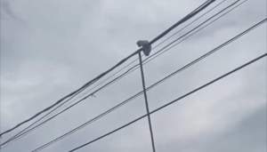Momen Sekelompok Pria Evakuasi Kucing di Atas Kabel Listrik