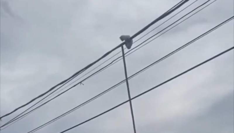 Momen Sekelompok Pria Evakuasi Kucing di Atas Kabel Listrik